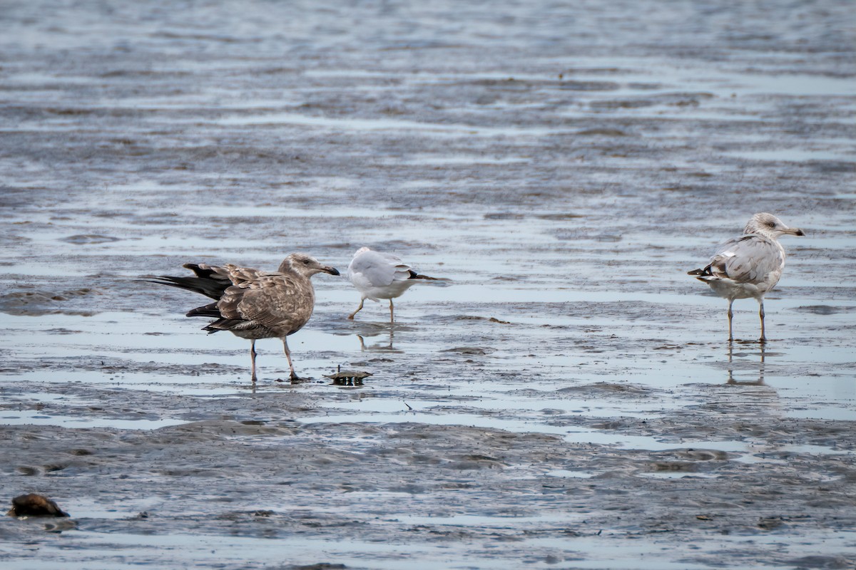 American Herring Gull - ML642011378