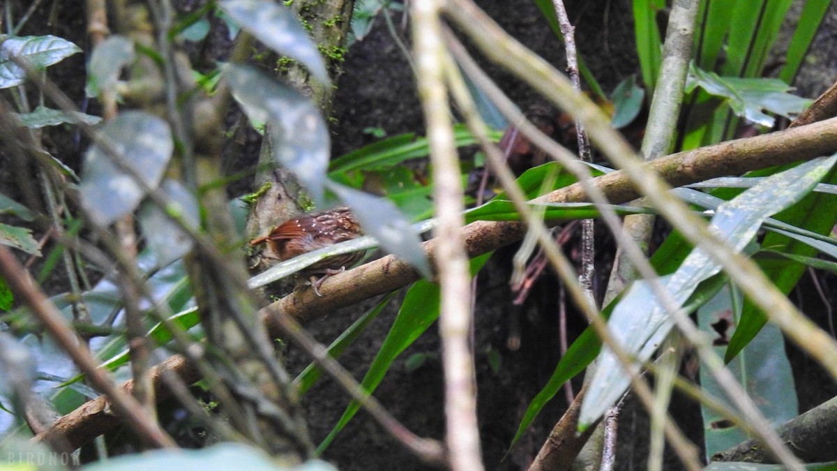 Eyebrowed Wren-Babbler - ML642011389