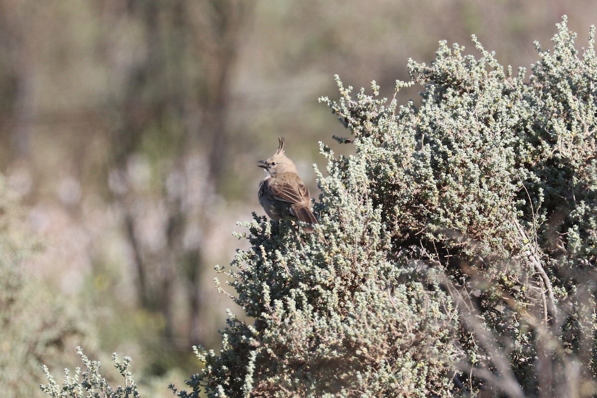 Chirruping Wedgebill - ML642011390