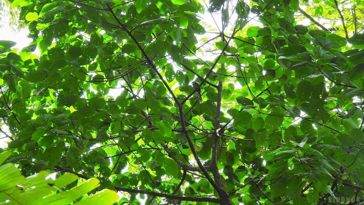 Long-tailed Sibia - ML642011398