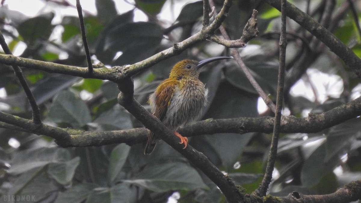 Streaked Spiderhunter - ML642011413