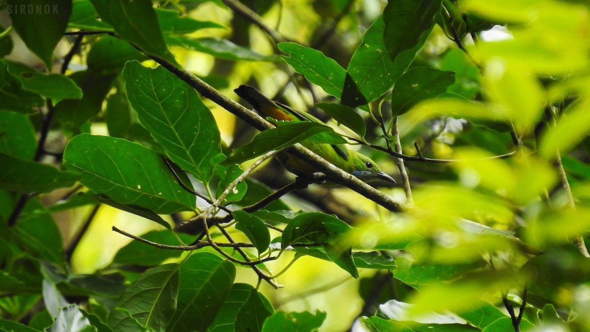 Orange-bellied Leafbird - ML642011419