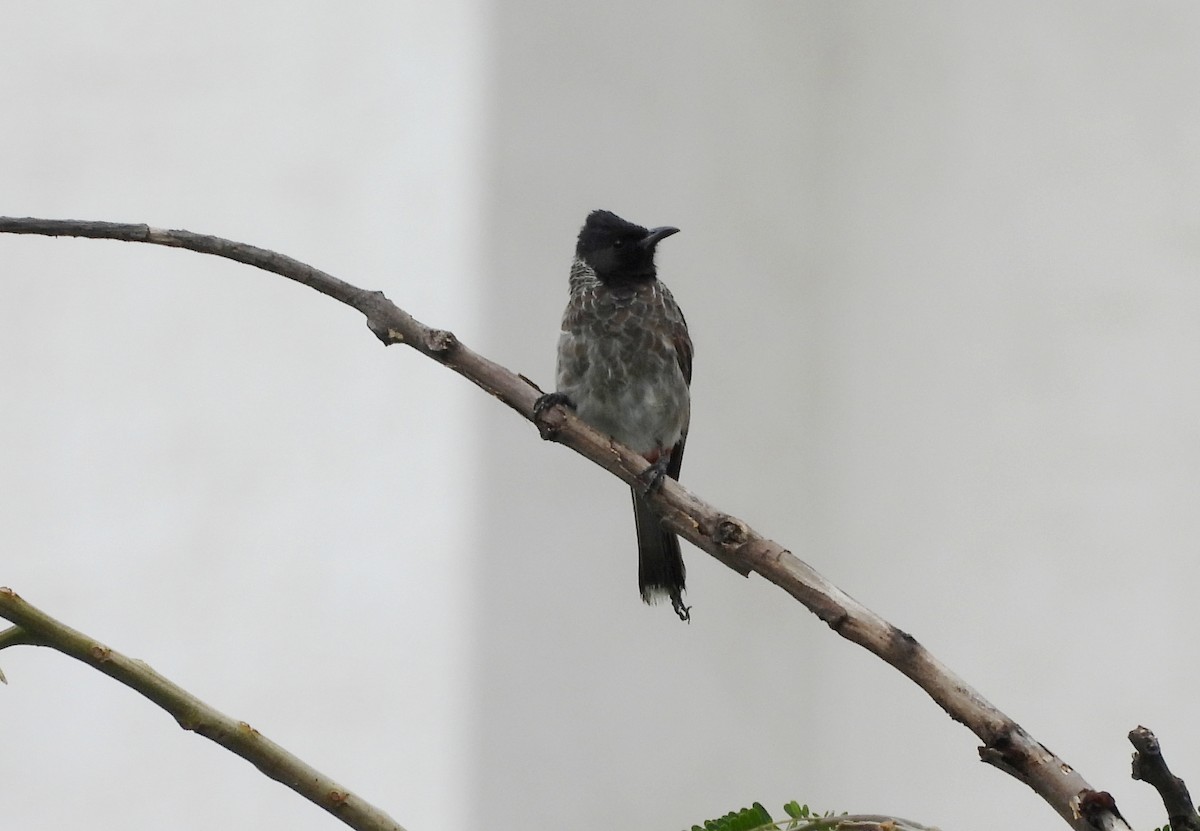 Red-vented Bulbul - ML642011421