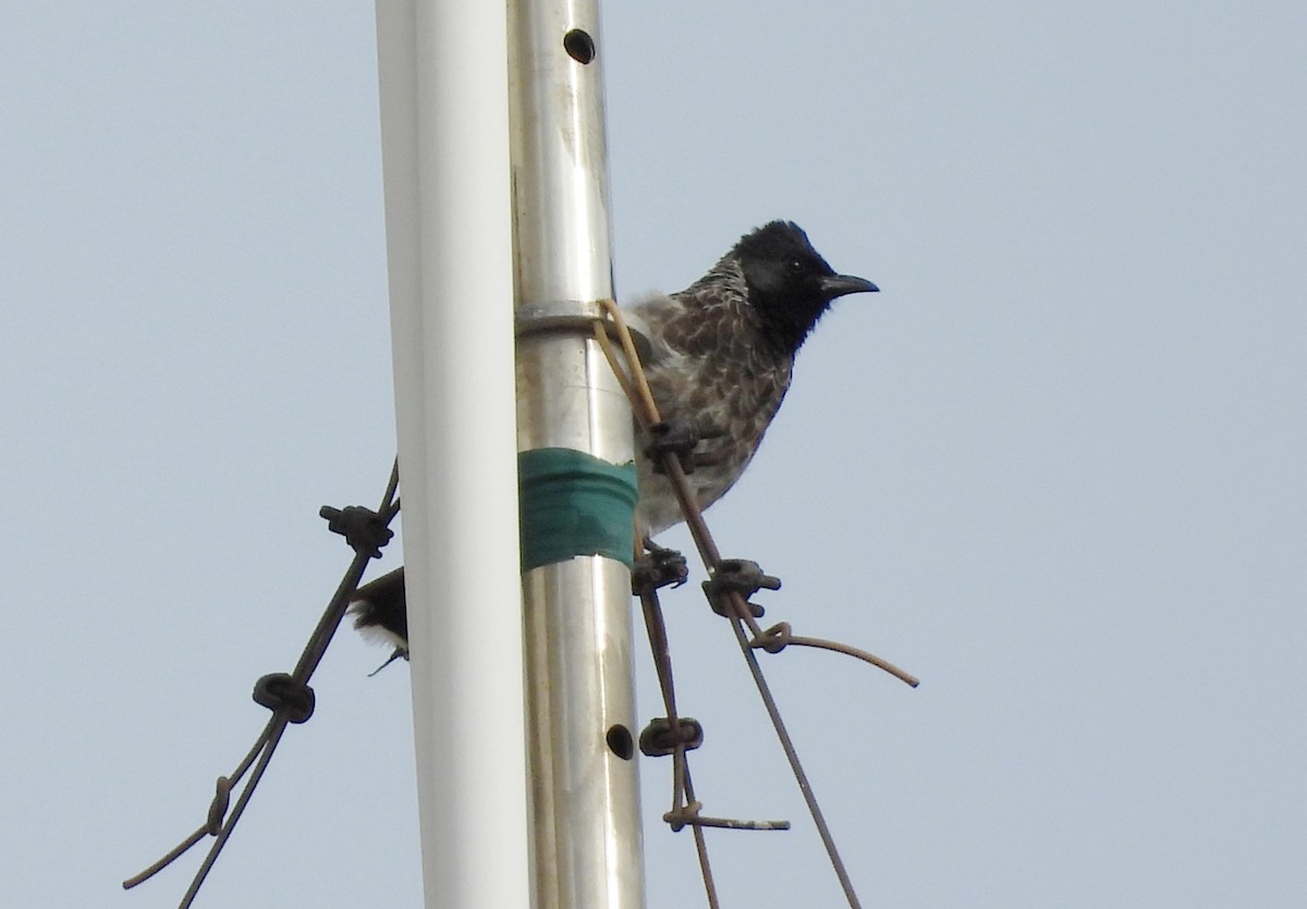 Red-vented Bulbul - ML642011422