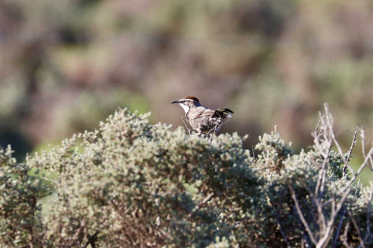 Chestnut-crowned Babbler - ML642011425