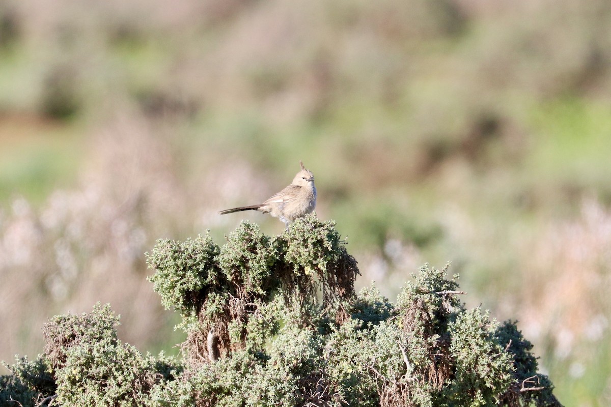 Chirruping Wedgebill - ML642011426