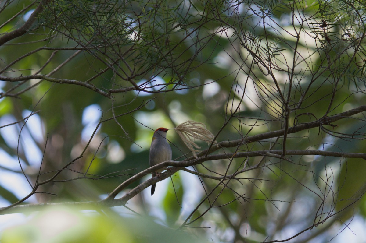 Red-browed Firetail - ML642011427