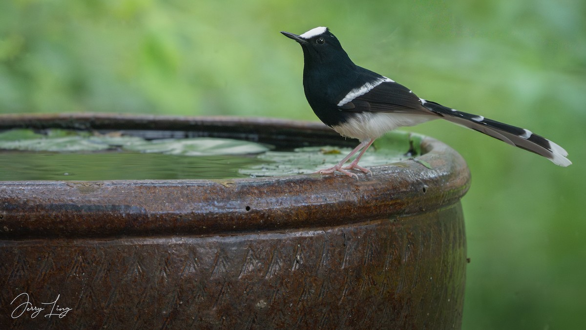 White-crowned Forktail - ML642011438
