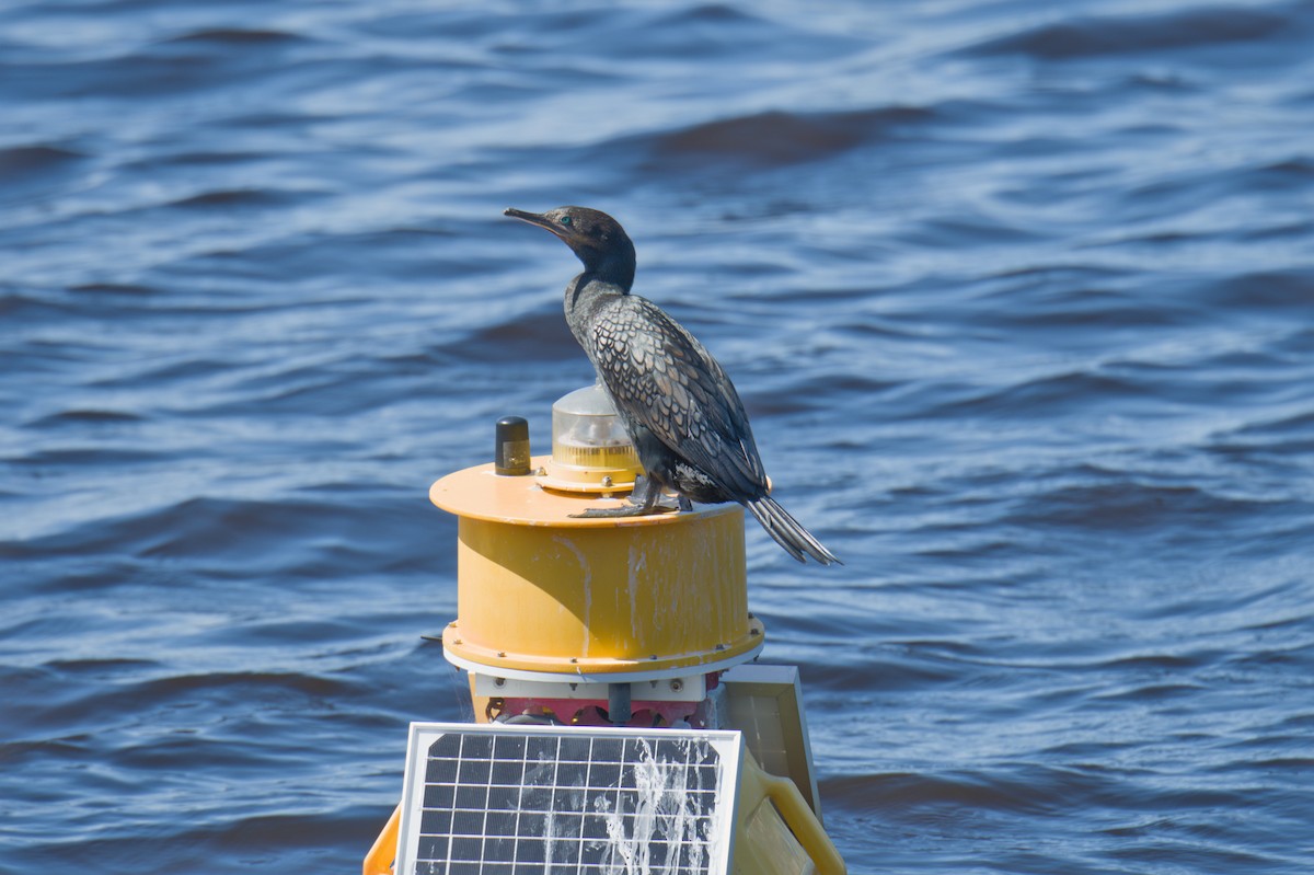 Little Black Cormorant - ML642011463