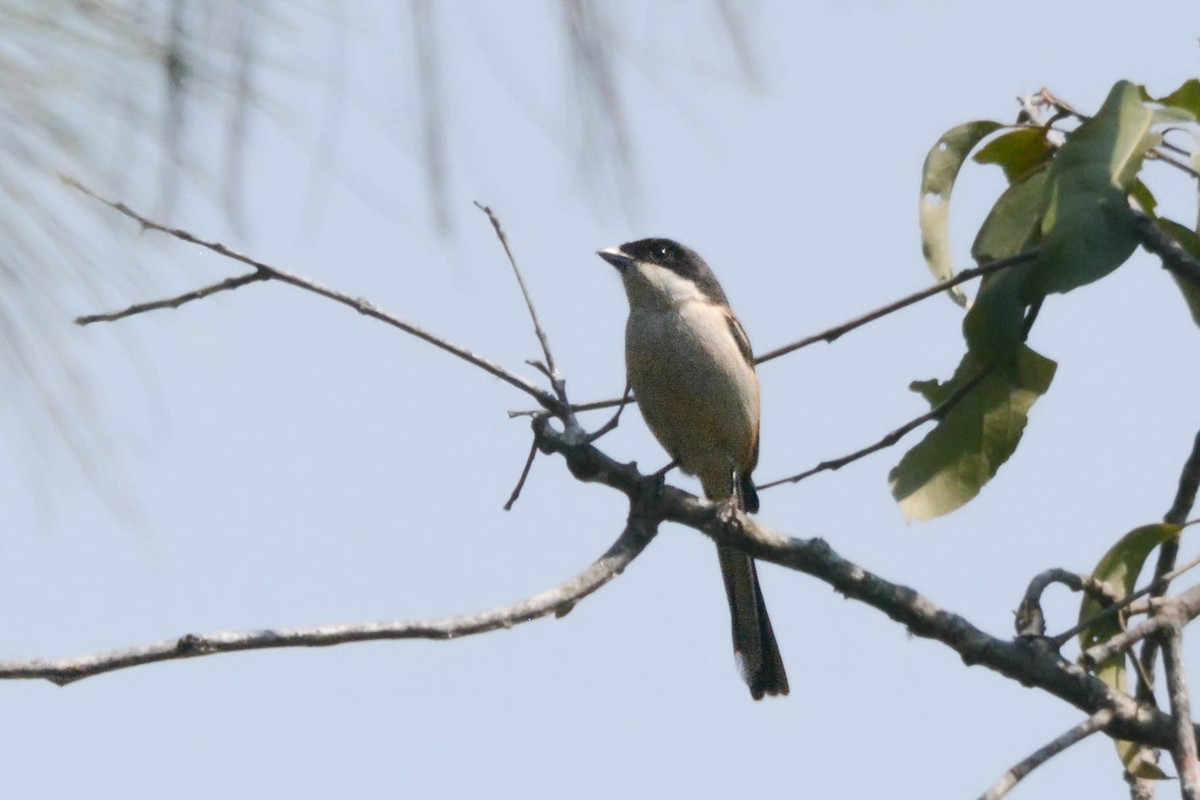 Burmese Shrike - ML642011464