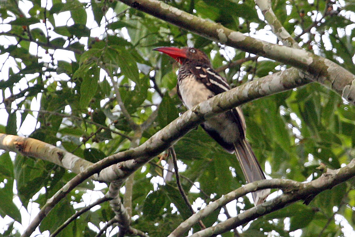 Red-billed Dwarf Hornbill - ML642011474