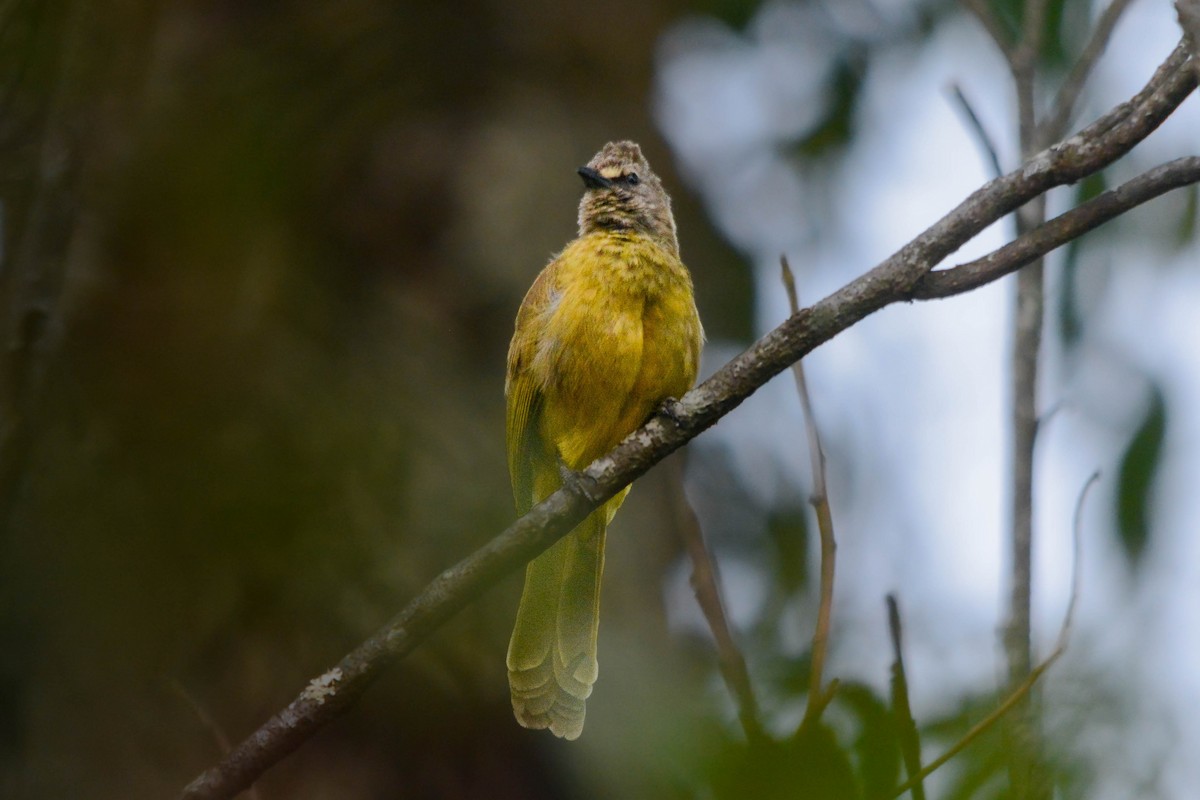 Flavescent Bulbul - ML642011475