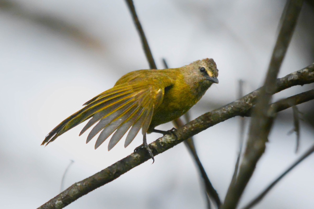 Flavescent Bulbul - ML642011476