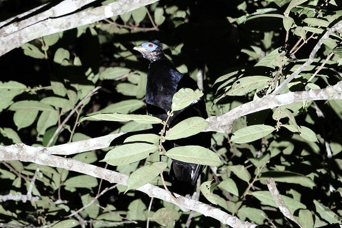 Malayan Crested Fireback - ML642011484