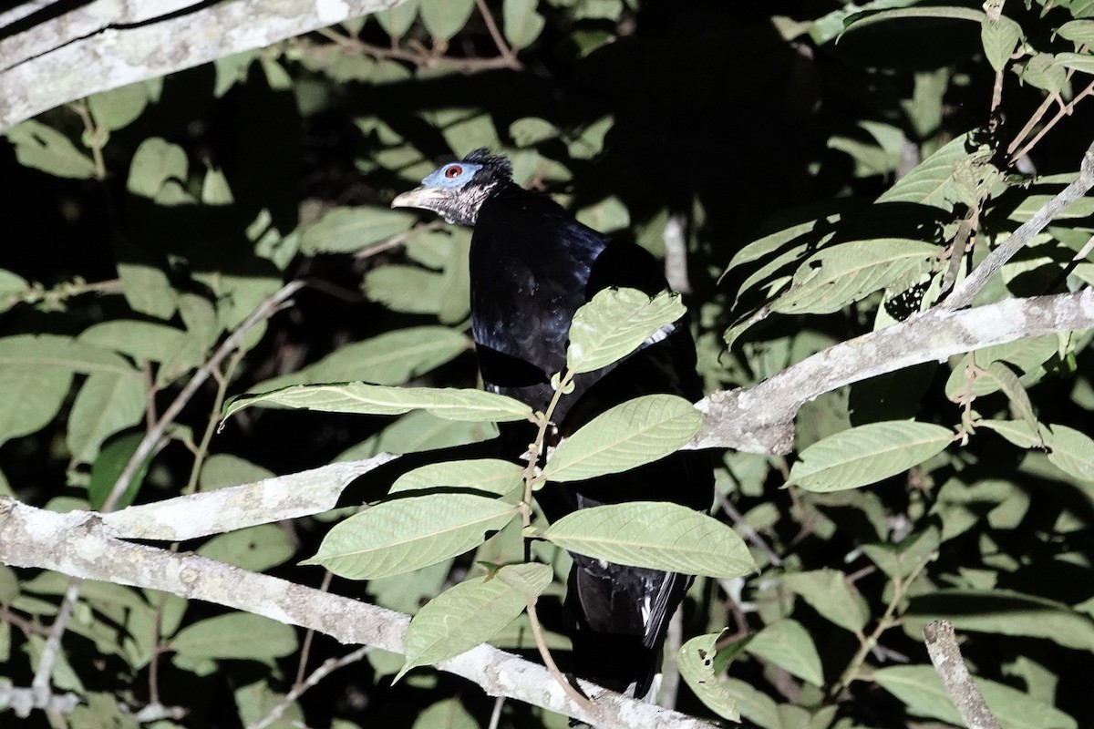 Malayan Crested Fireback - ML642011485