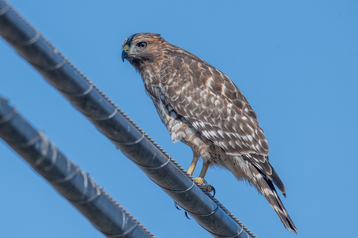 Red-shouldered Hawk - ML642011489