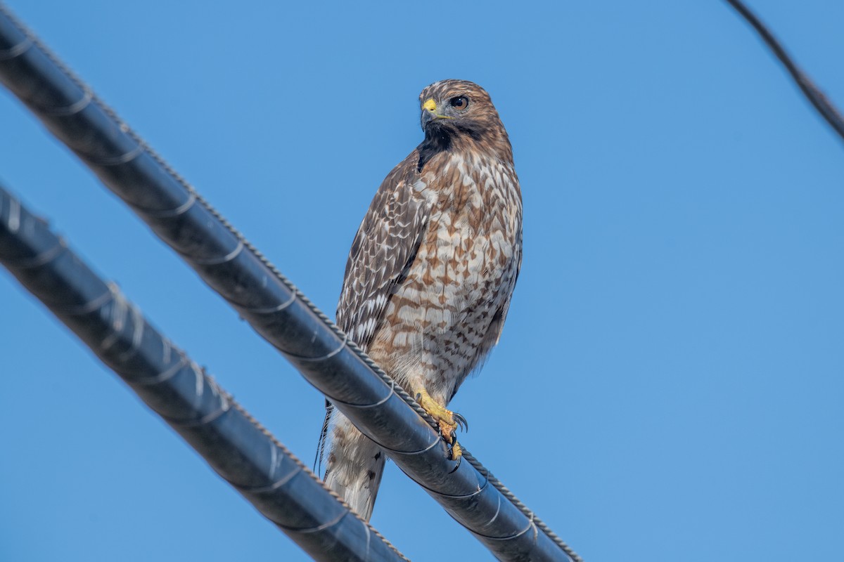 Red-shouldered Hawk - ML642011490