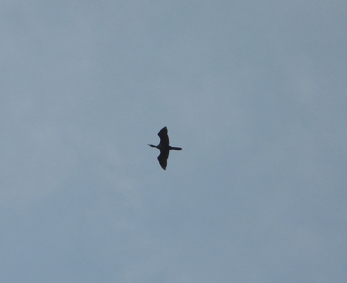 Indian Cormorant - ML642011492