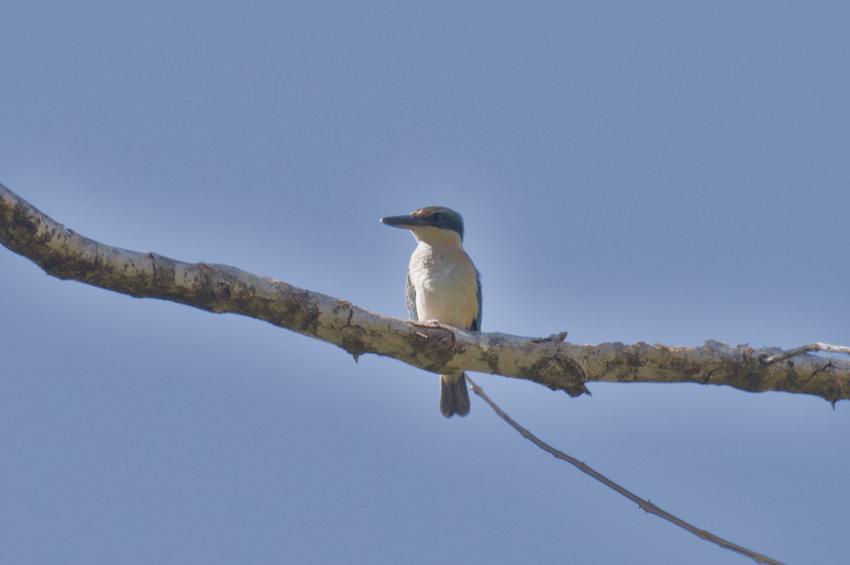 Sacred Kingfisher - ML642011496