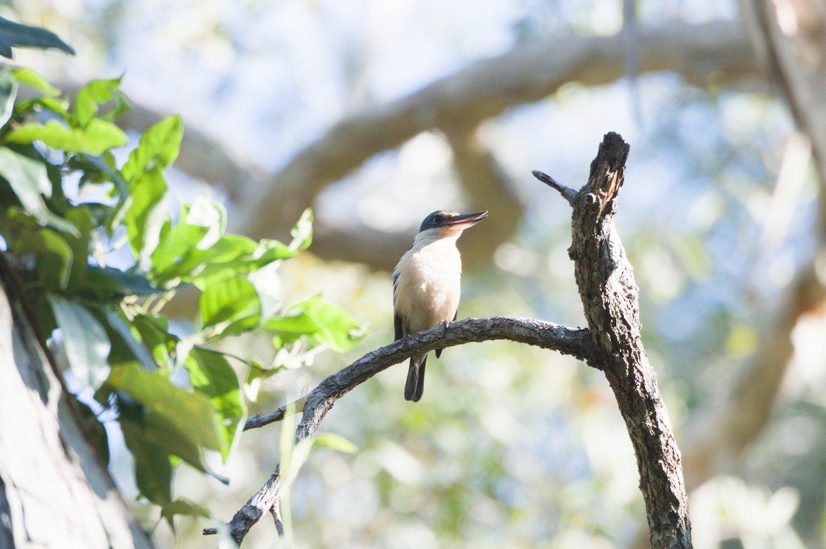 Sacred Kingfisher - ML642011497
