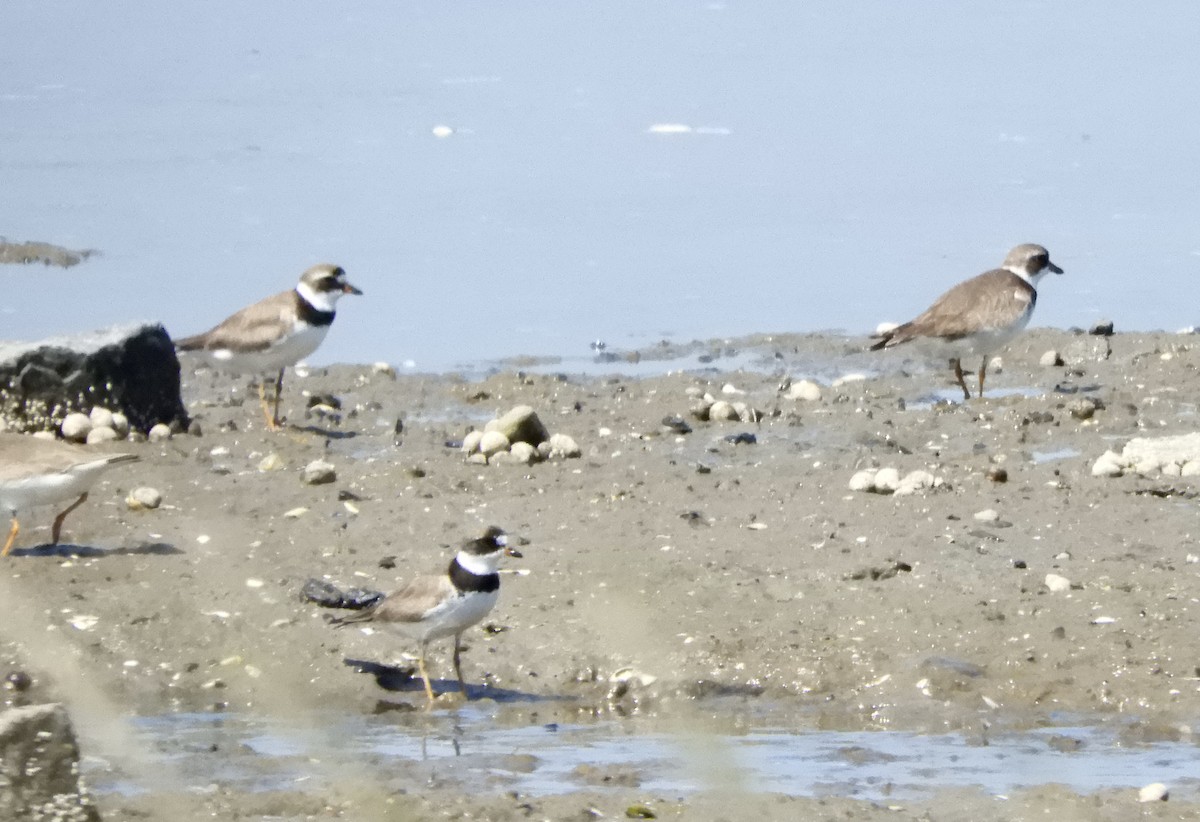 Semipalmated Plover - ML642011506