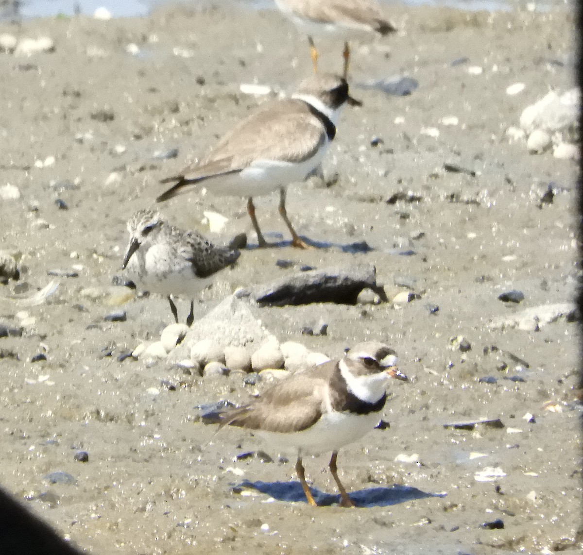 Semipalmated Plover - ML642011507