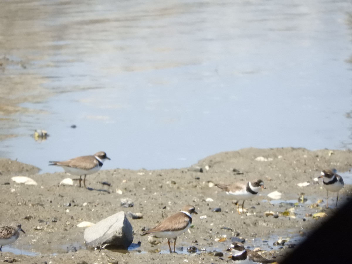 Semipalmated Plover - ML642011509