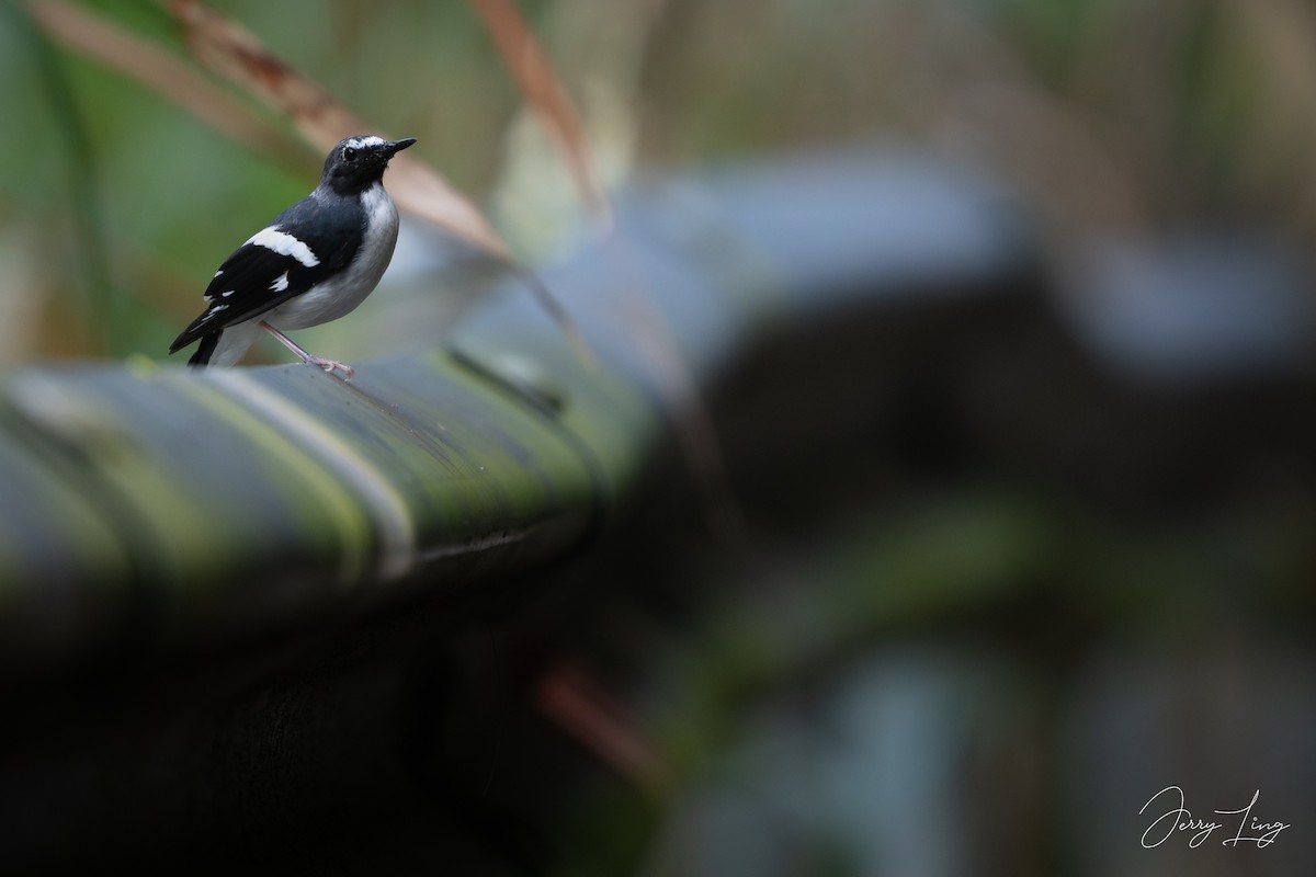 Slaty-backed Forktail - ML642011510