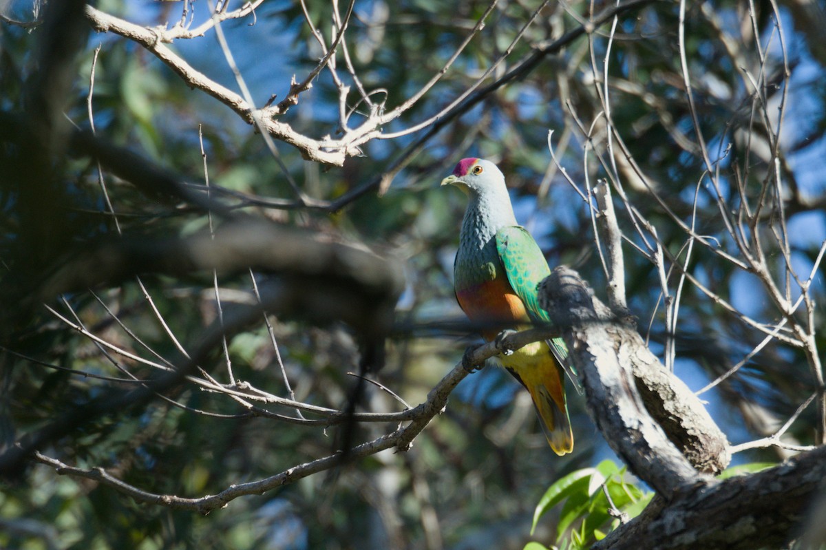 Rose-crowned Fruit-Dove - ML642011513