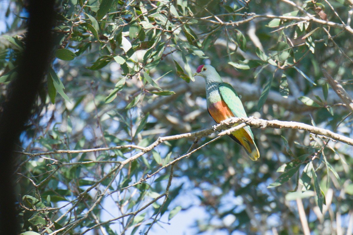 Rose-crowned Fruit-Dove - ML642011514