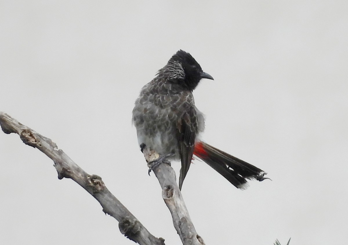 Red-vented Bulbul - ML642011516