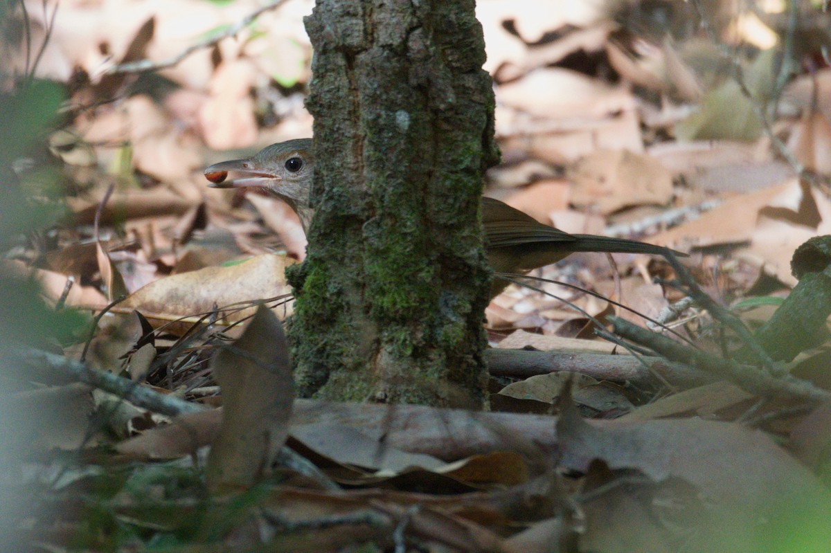 Rufous Shrikethrush - ML642011522
