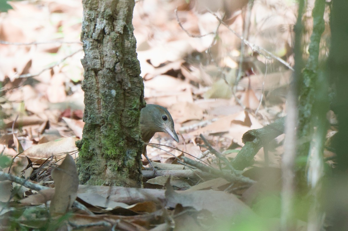 Rufous Shrikethrush - ML642011523