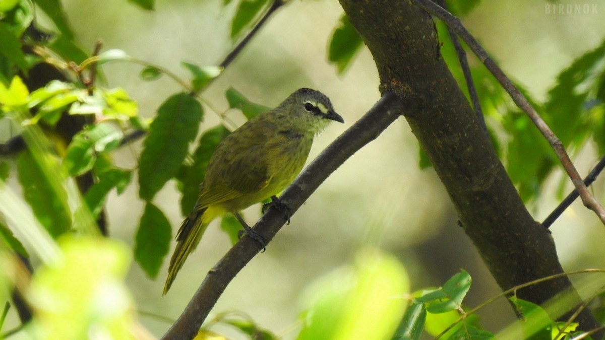 Flavescent Bulbul - ML642011529