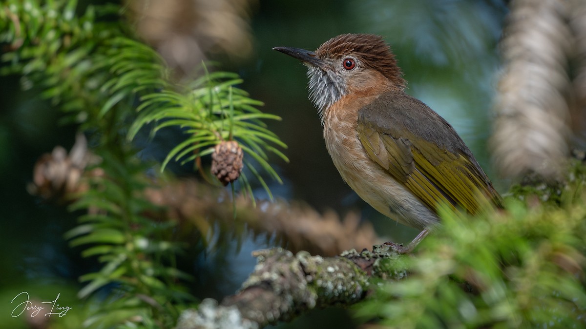 Mountain Bulbul - ML642011532