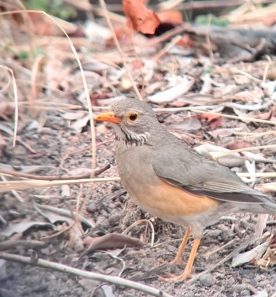Kurrichane Thrush - ML642011544
