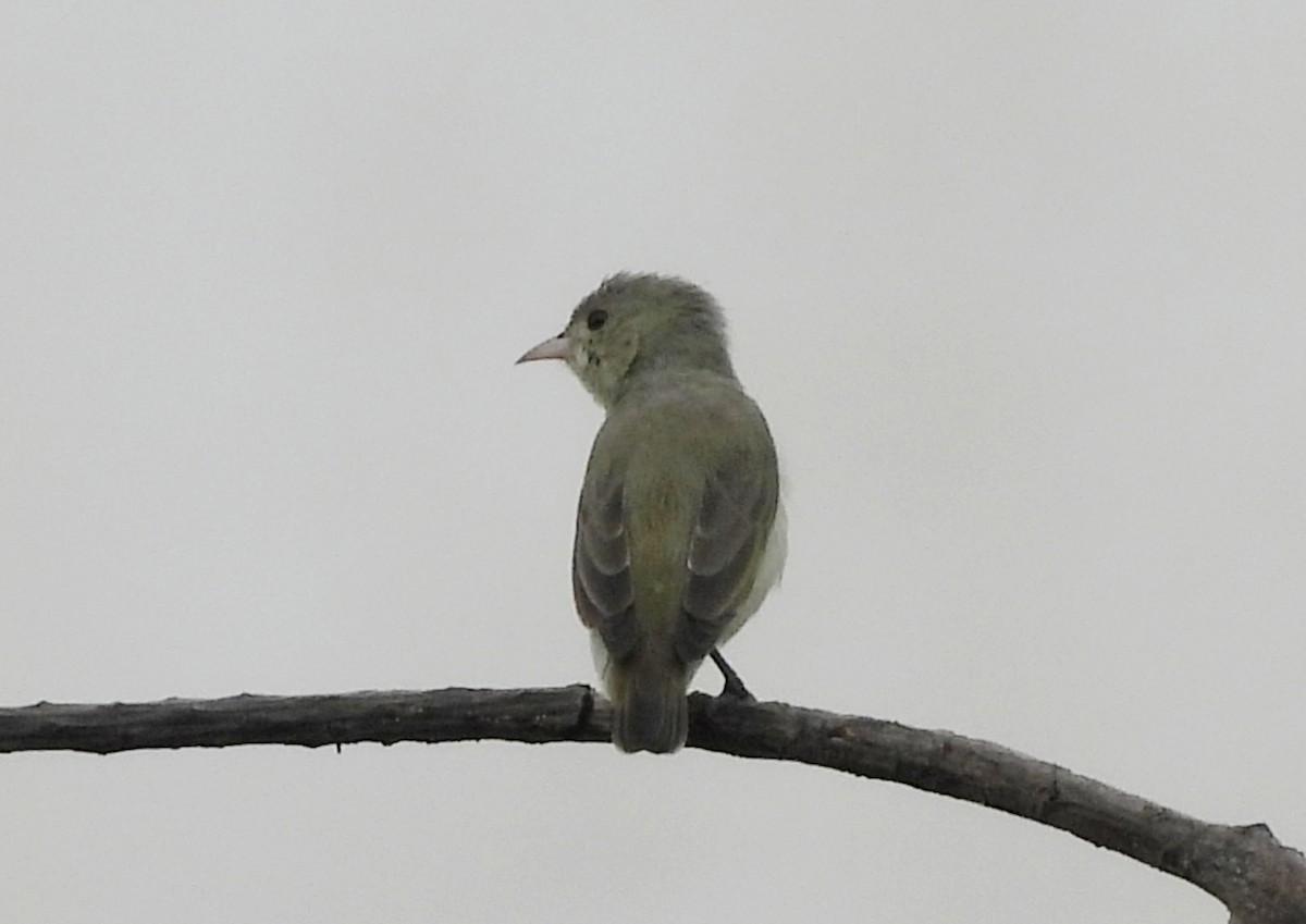 Pale-billed Flowerpecker - ML642011550