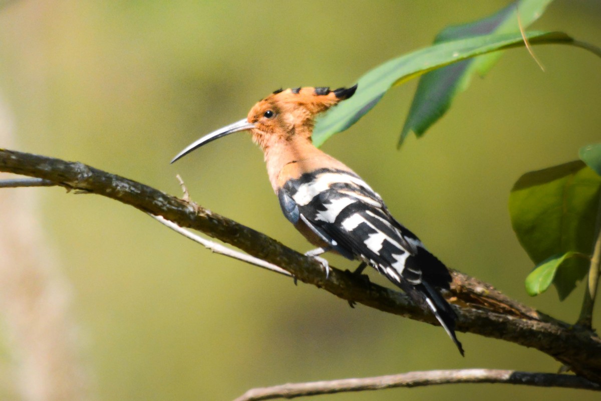 Eurasian Hoopoe - ML642011562