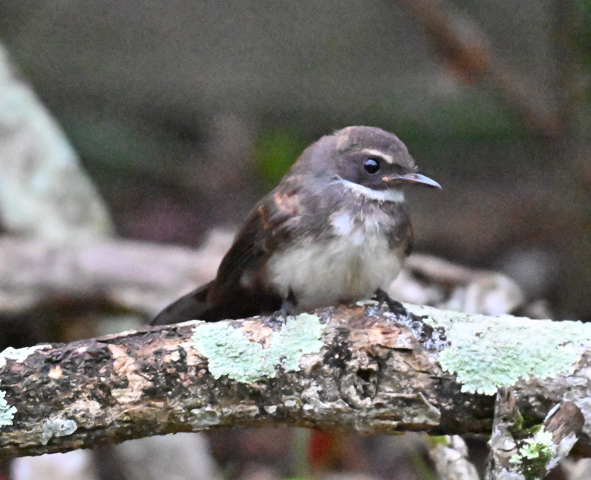 Malaysian Pied-Fantail - ML642011563