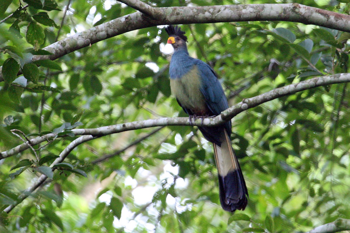 Turaco Gigante - ML642011564