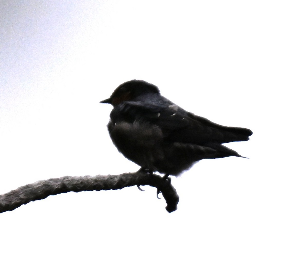 Hirondelle de Java - ML642011573