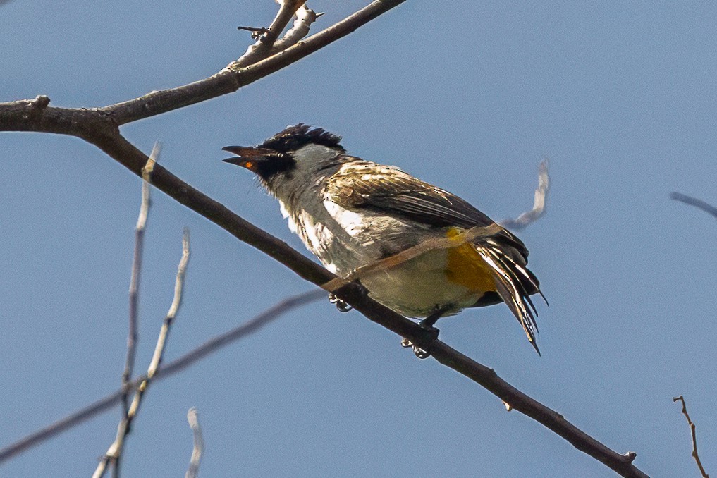 Bulbul Ventridorado - ML642011577