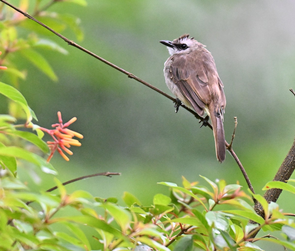 Yellow-vented Bulbul - ML642011578