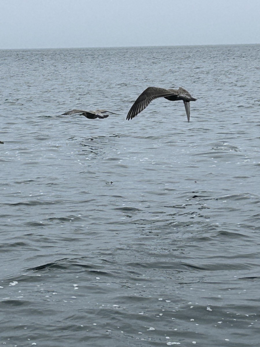 American Herring Gull - ML642011579