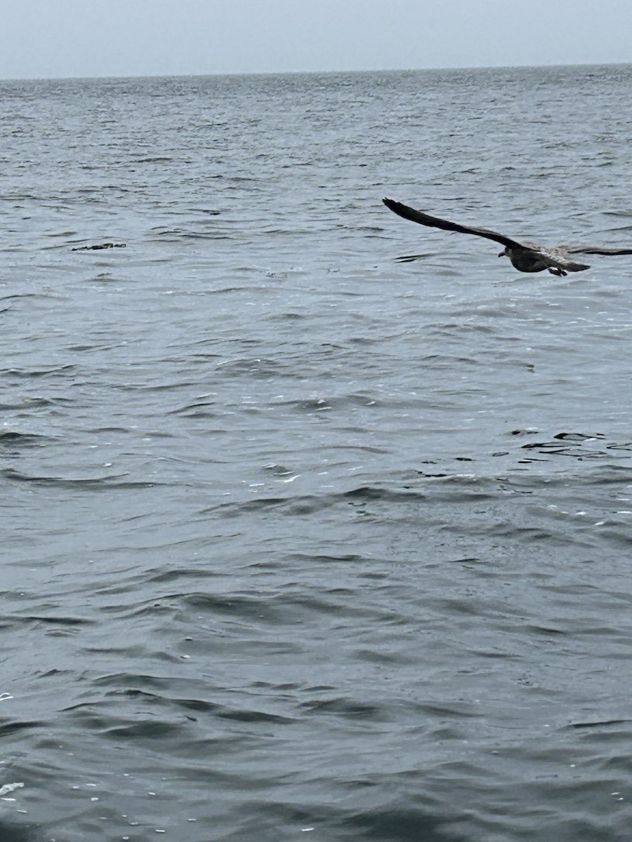 American Herring Gull - ML642011580