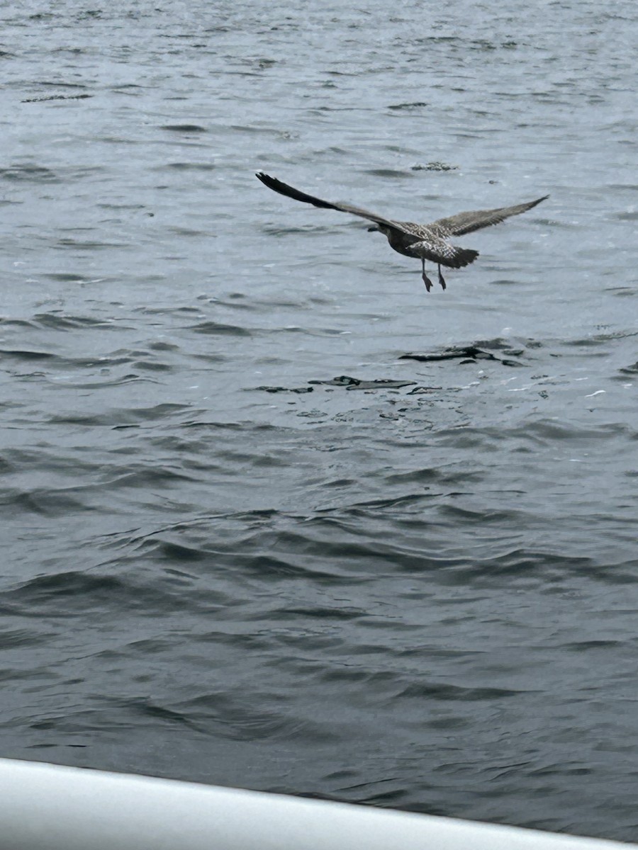 American Herring Gull - ML642011581