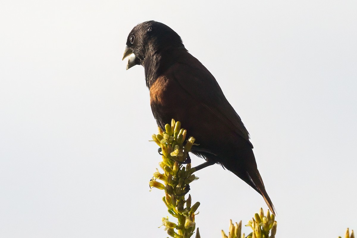 Chestnut Munia - ML642011586