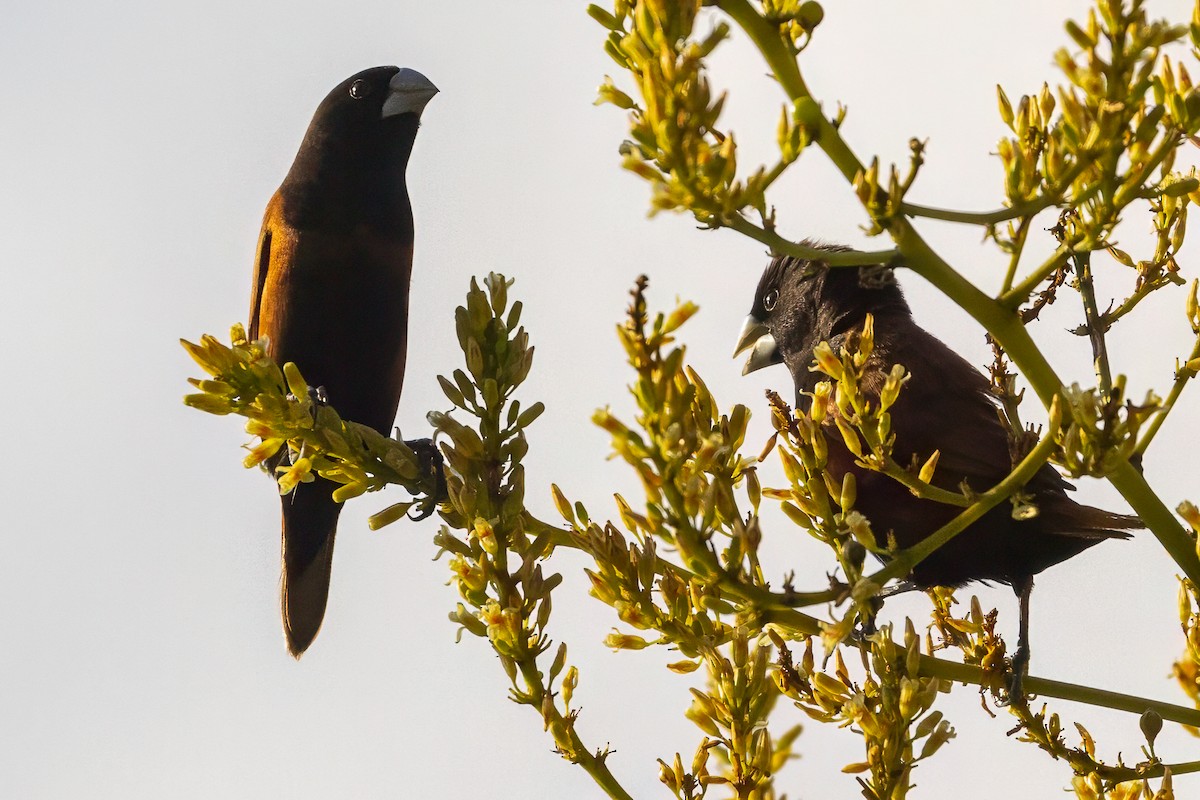 Chestnut Munia - ML642011587