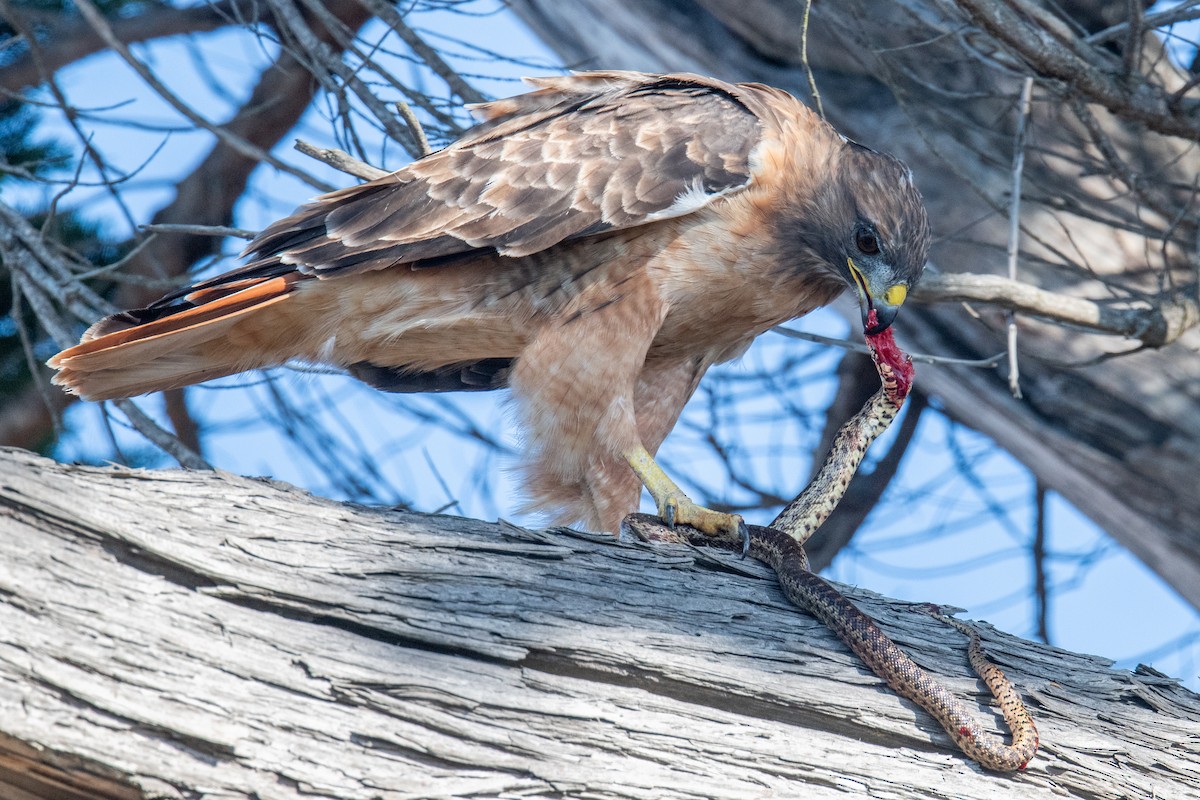 Red-tailed Hawk - ML642011598