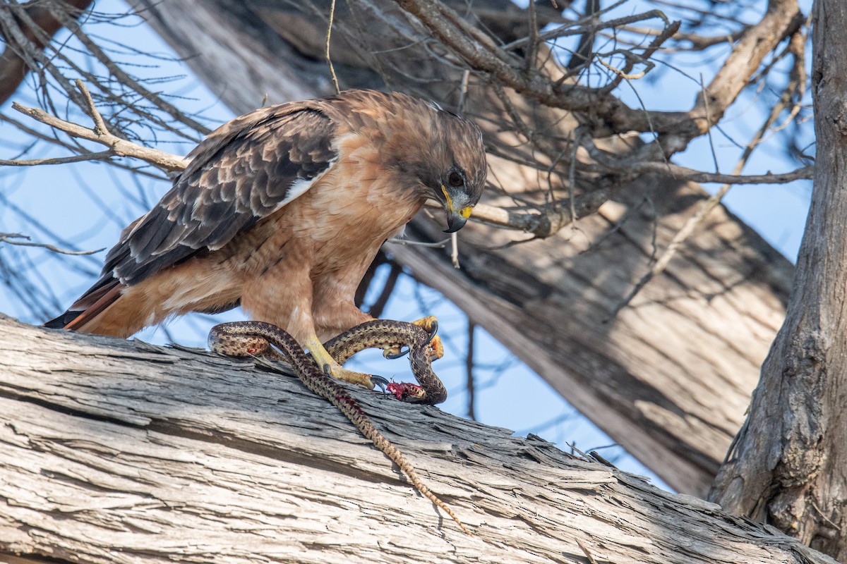 Red-tailed Hawk - ML642011600